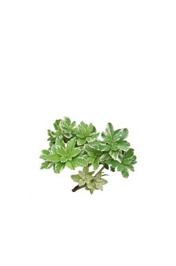 Пахизандра верхушечная Вариегата (Variegata)